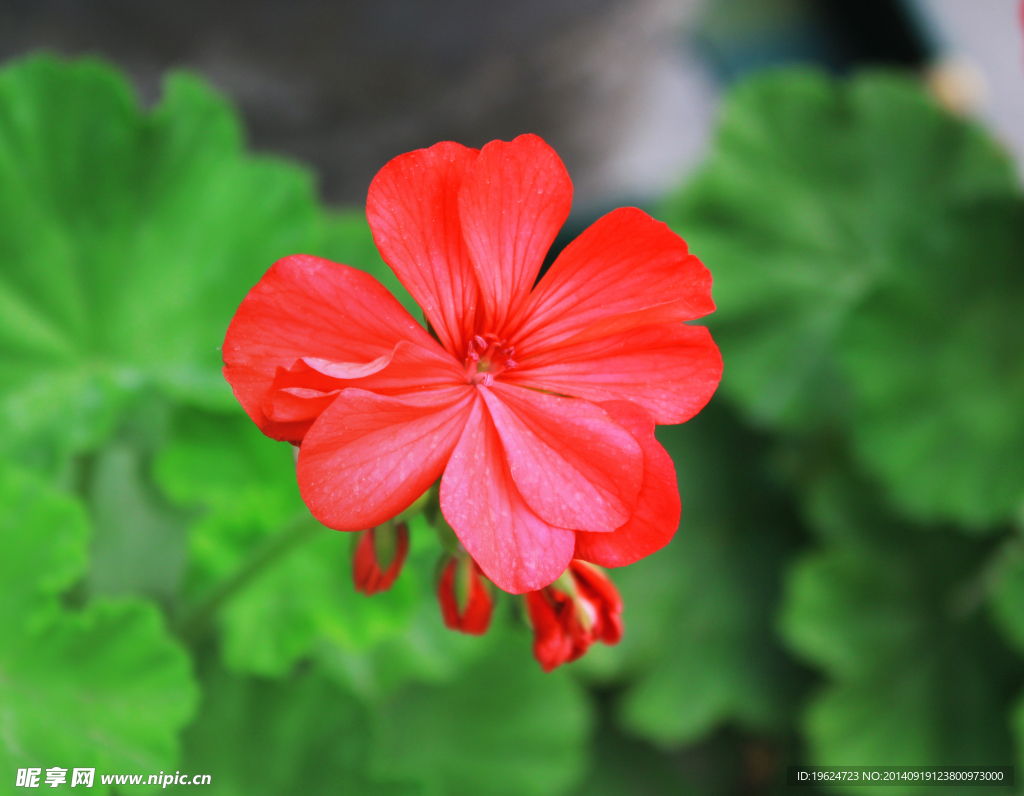 紅色花朵