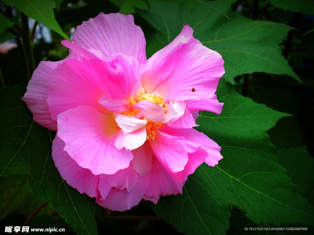 芙蓉花