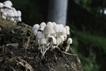 白色野蘑菇