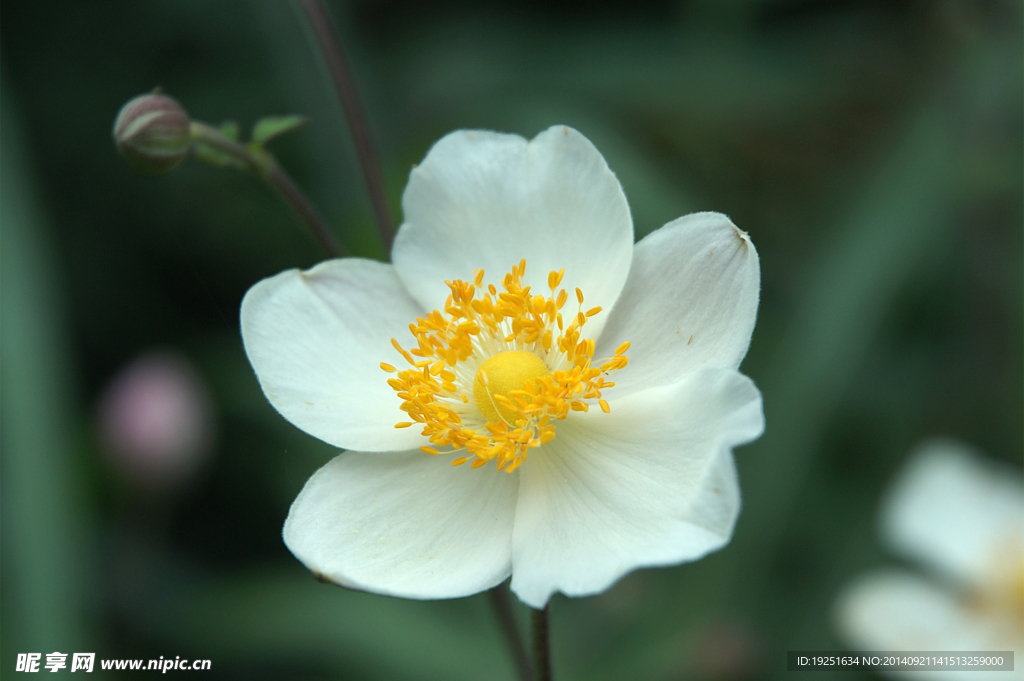 野棉花