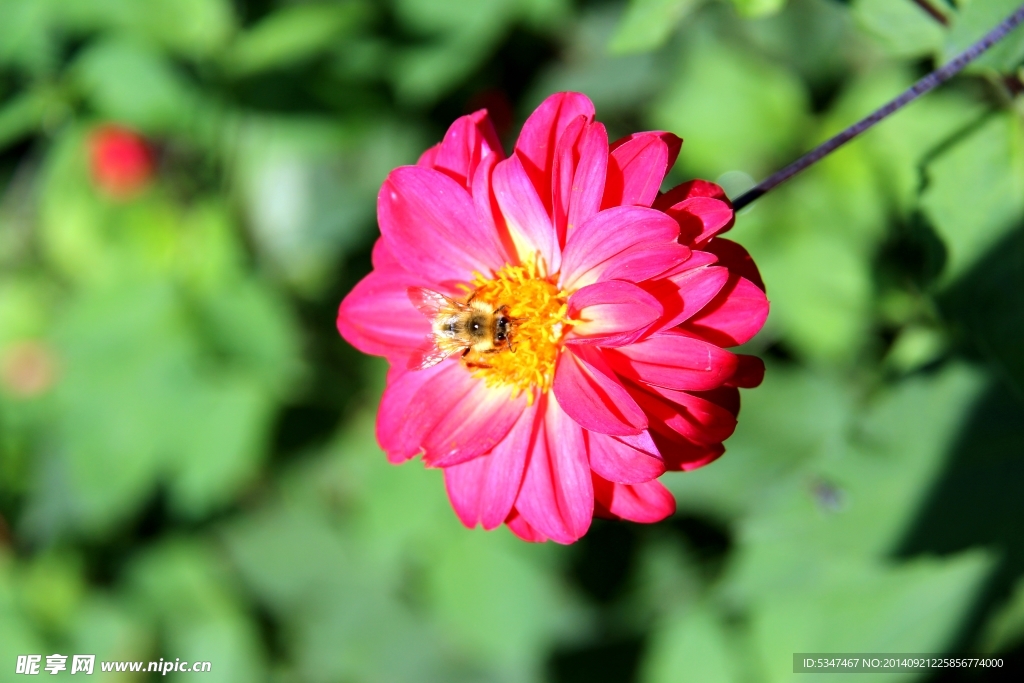 芍藥花 芍藥花開