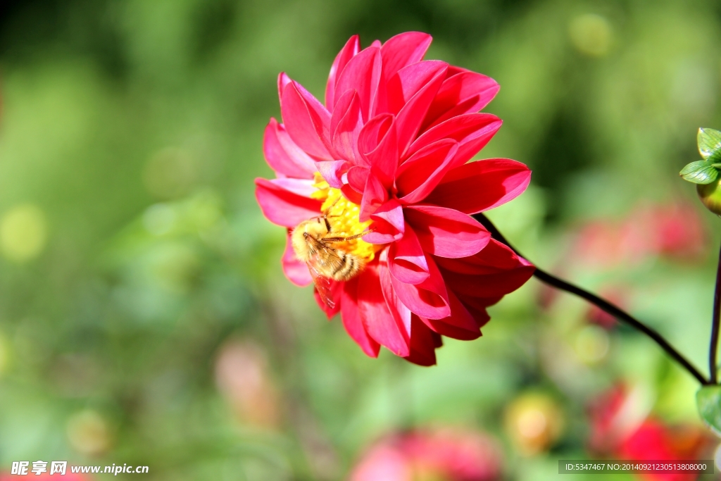 芍藥花 芍藥花開