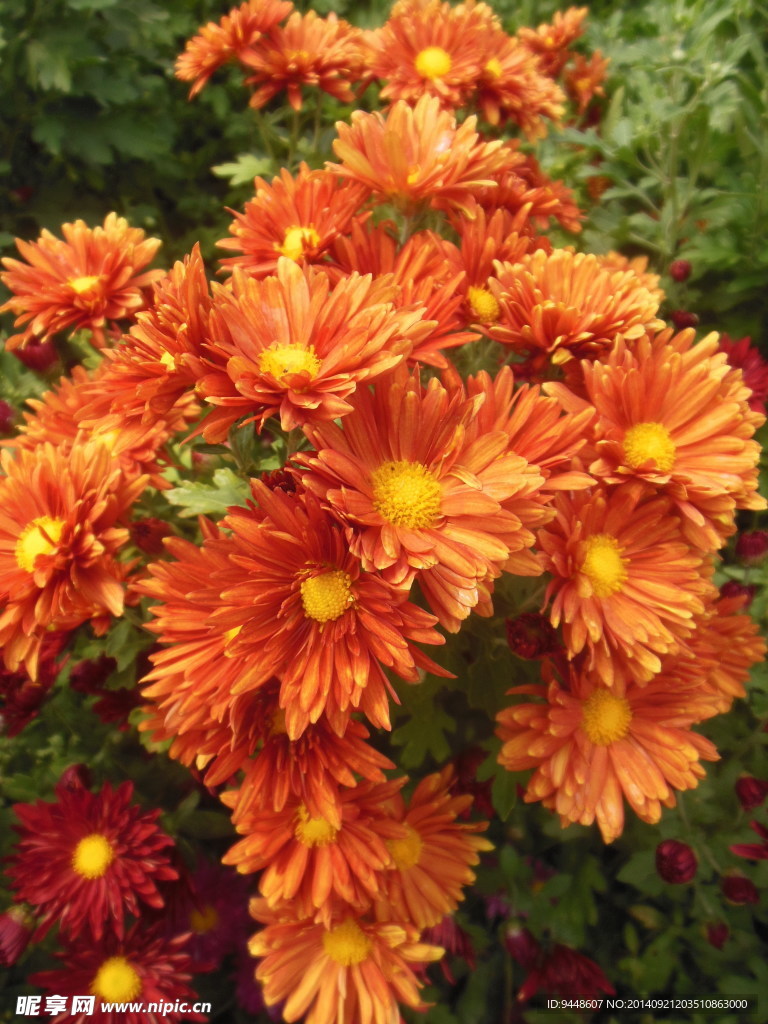 紅菊花
