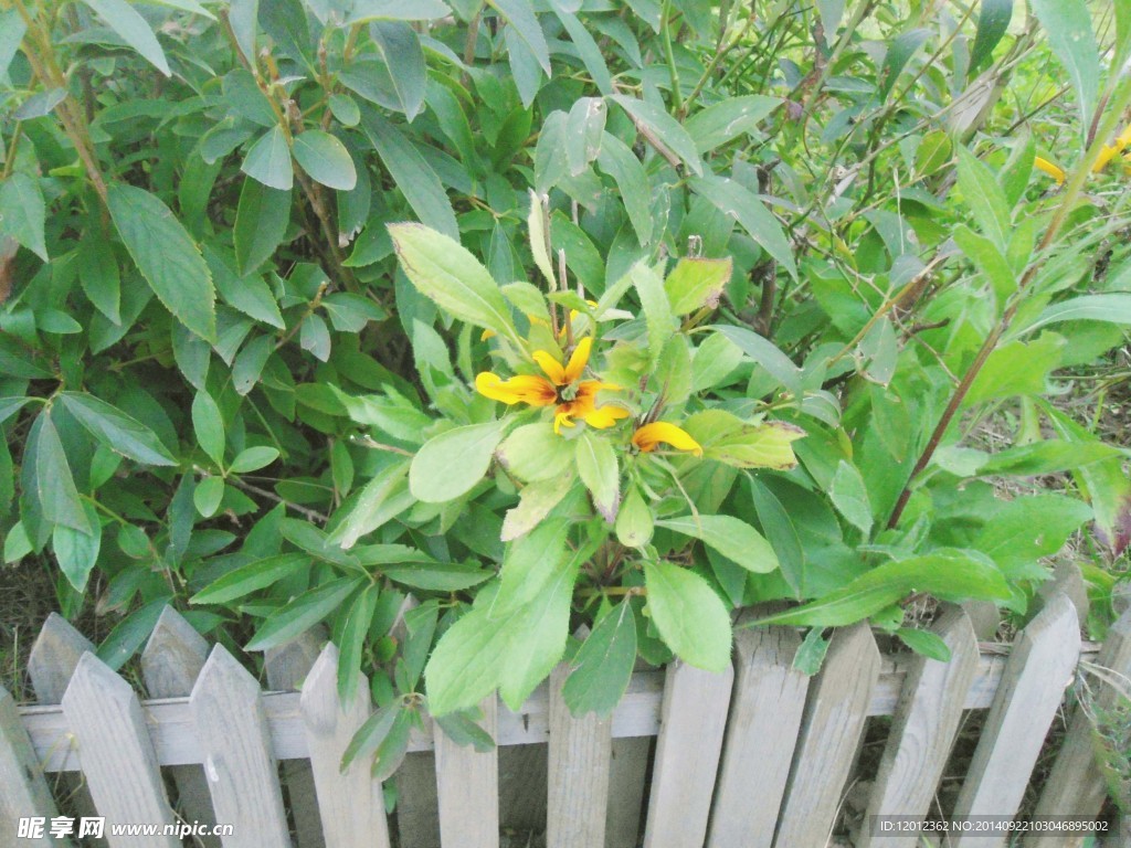 園林植被圖