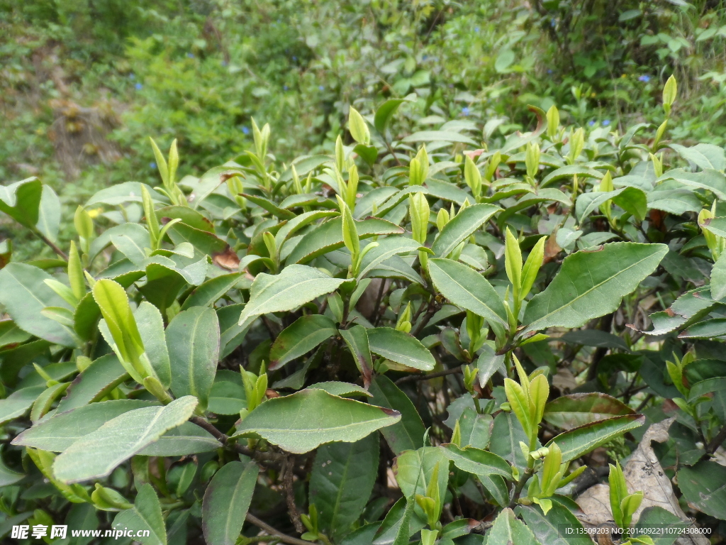 信陽毛尖茶樹近景拍攝