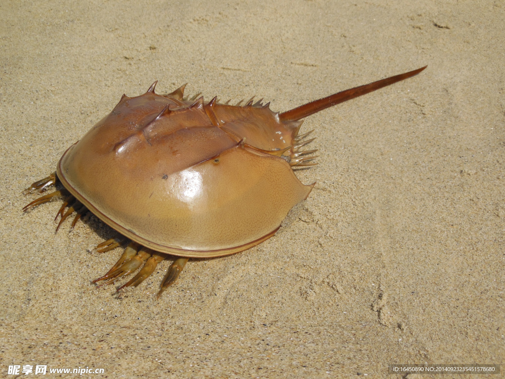 海底生物