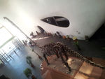 鄂尔多斯博物馆恐龙展