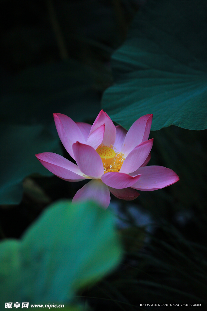 暗色荷花