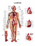 心血管系统解剖图PSD