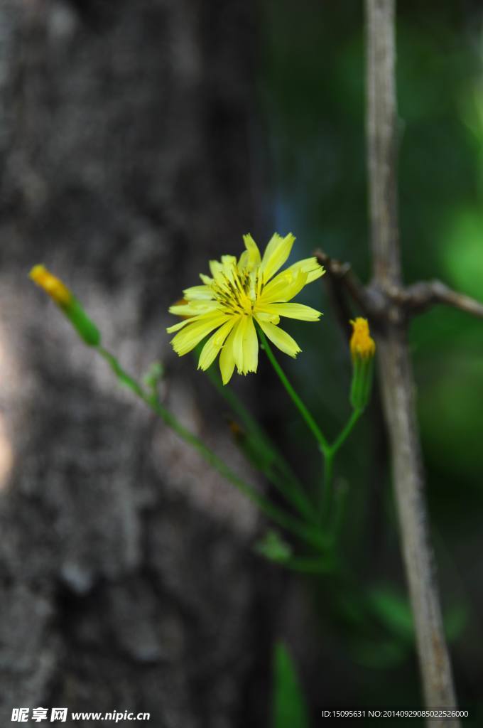 黃色野花