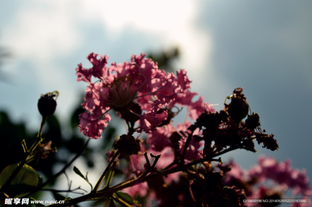 紫薇花