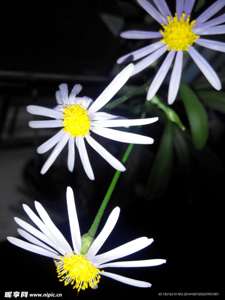 植物花  草花  生物