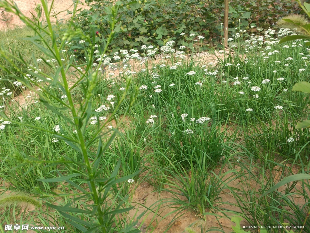韭菜開花