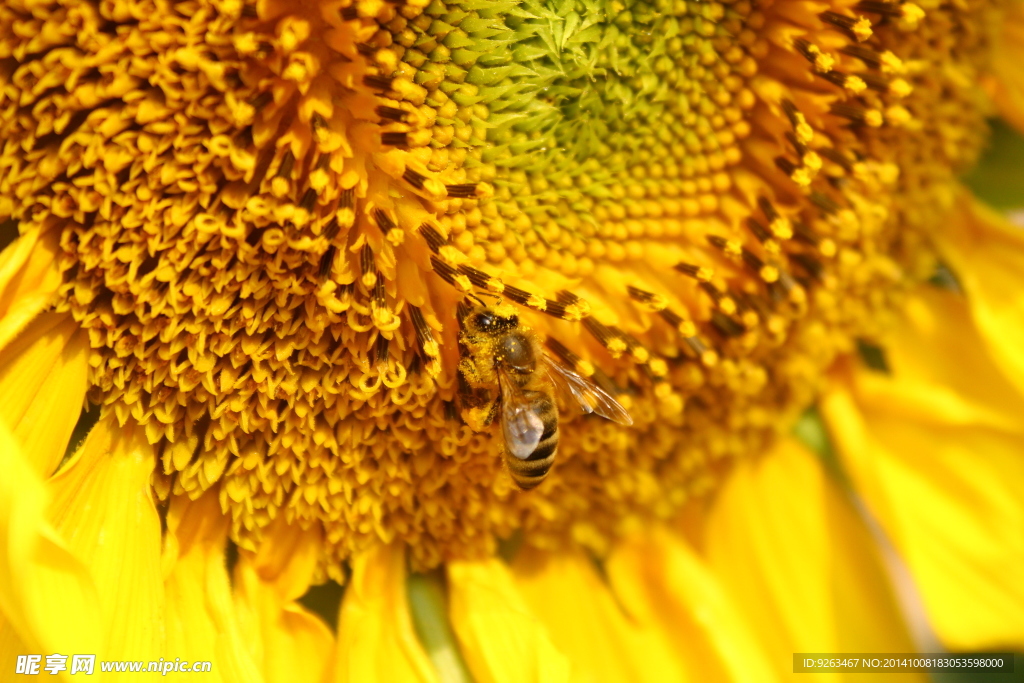 蜜蜂与向日葵