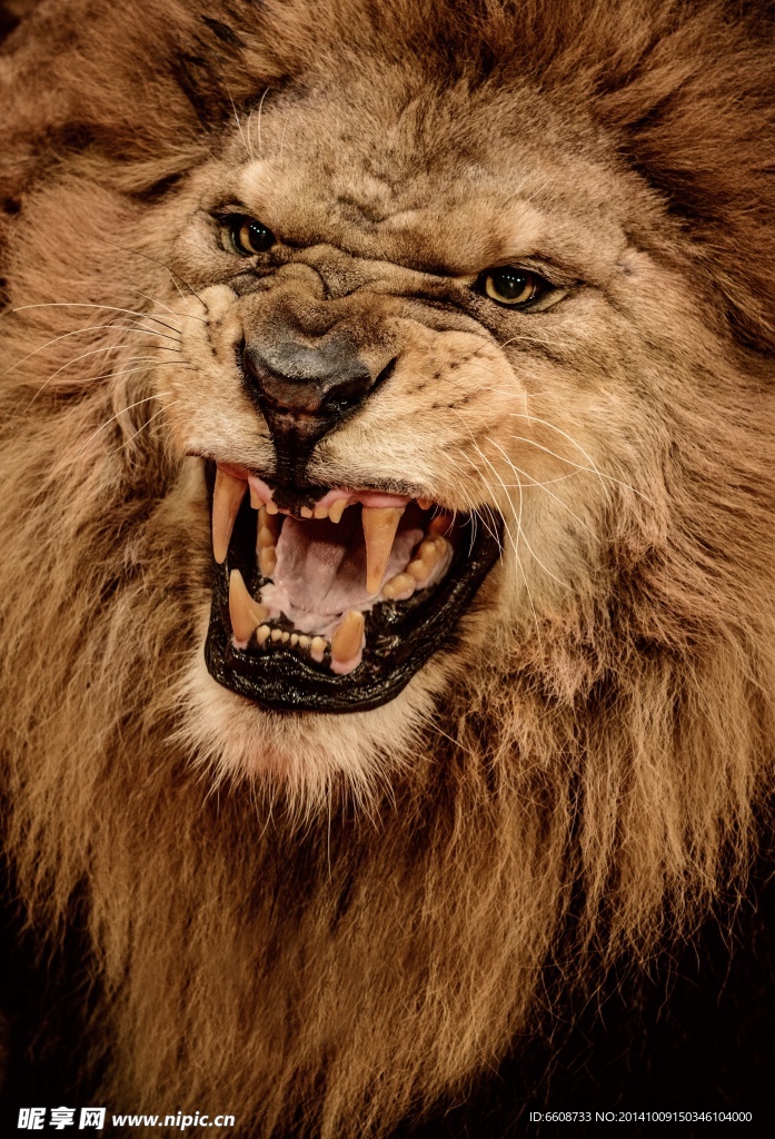 獅子 雄獅