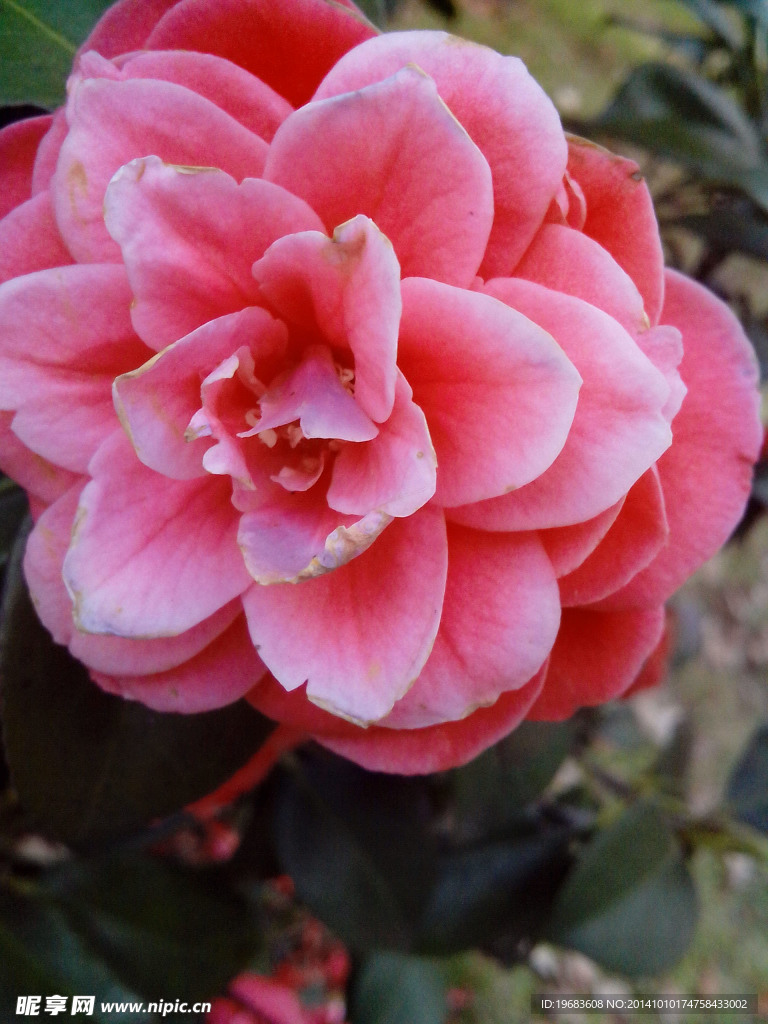 茶花