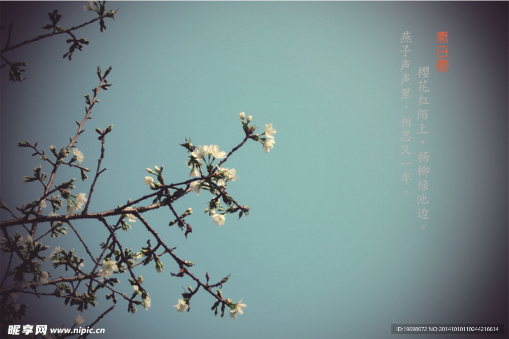 春日櫻