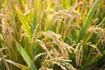 黄河口水稻稻穗