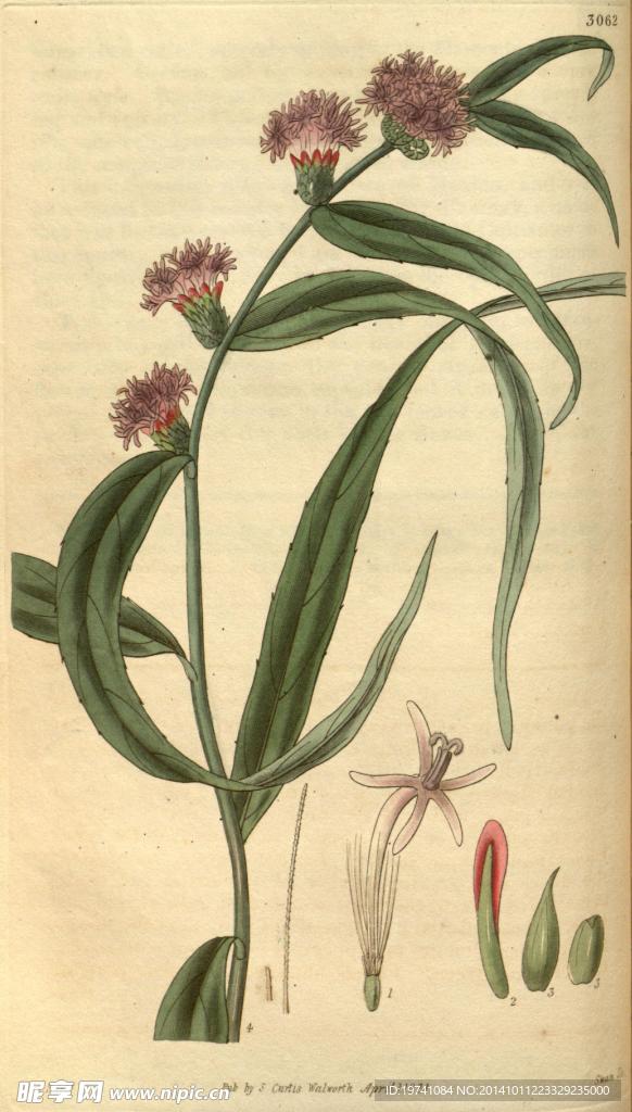 植物花