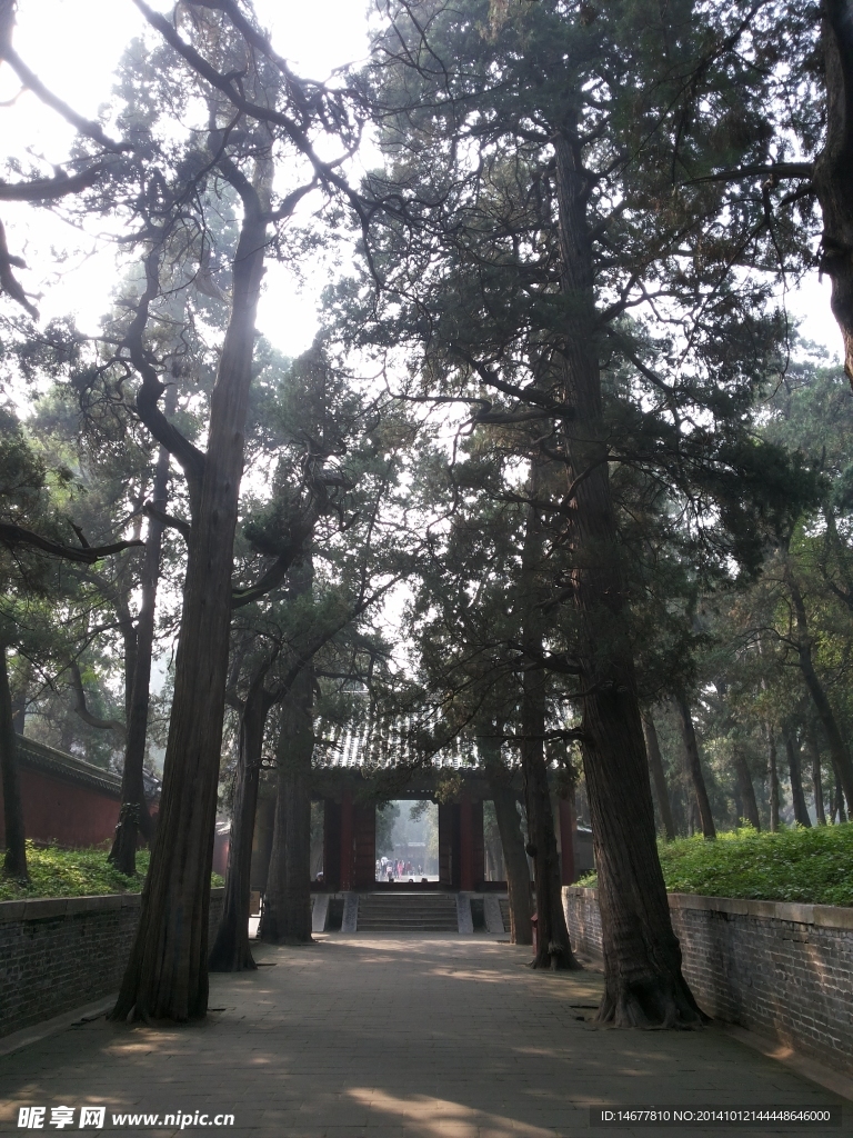 孔子墓甬道