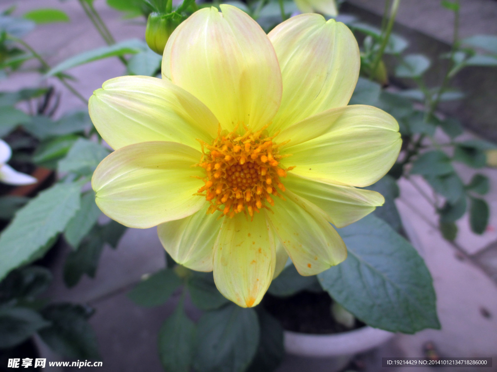 小黃花
