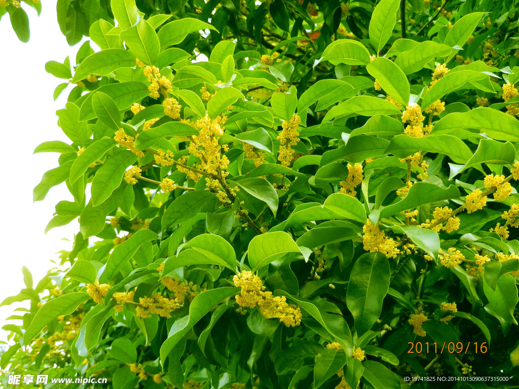 金秋桂花