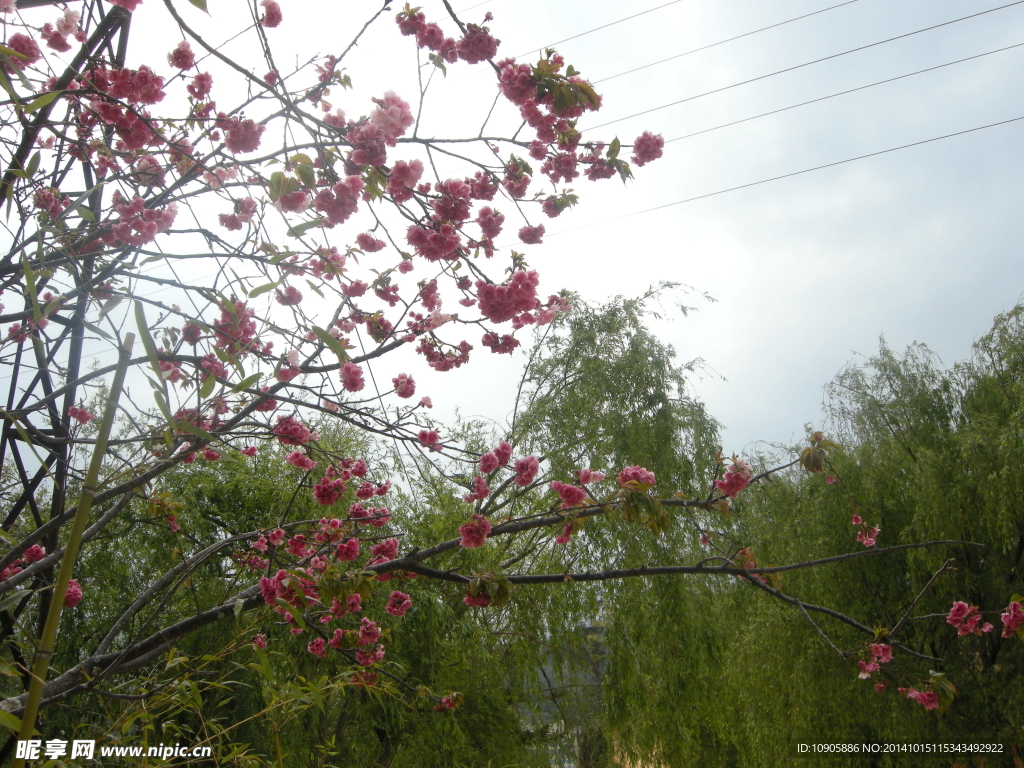 櫻花