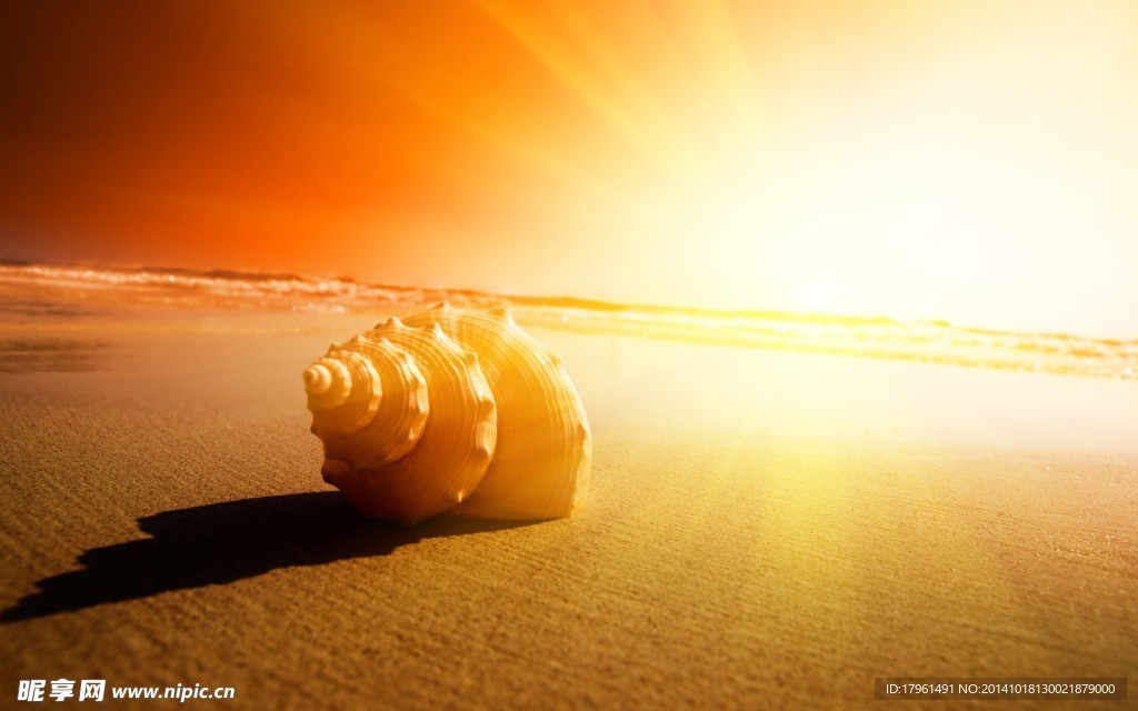 夕阳海边海螺