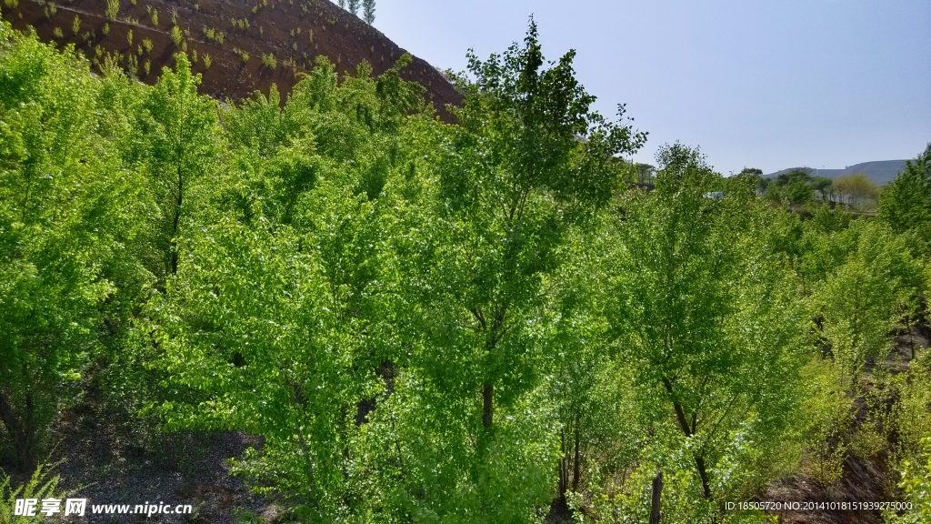 夏天樹木攝影