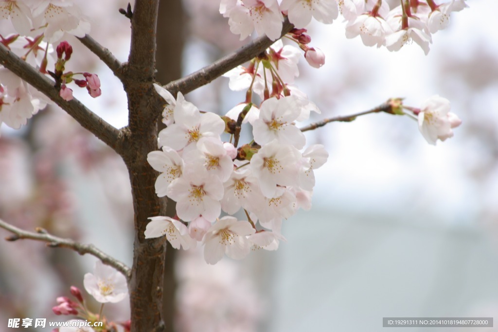 白花樹