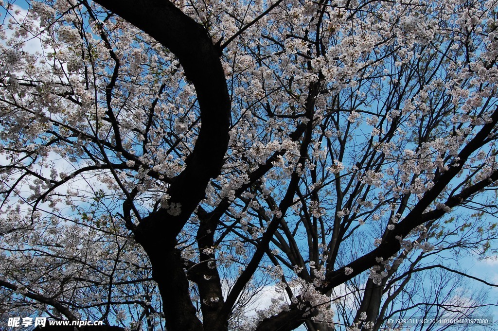 白花樹