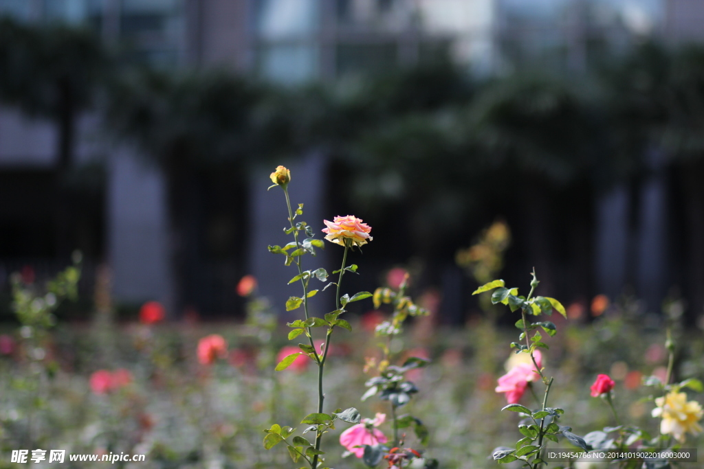 花卉