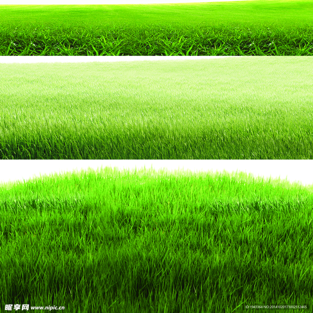 草地