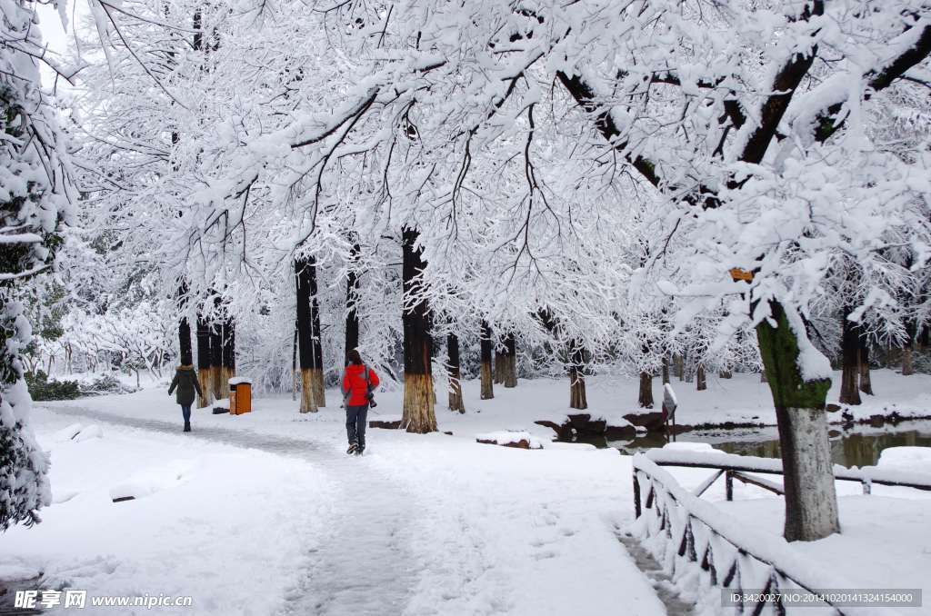 雪松