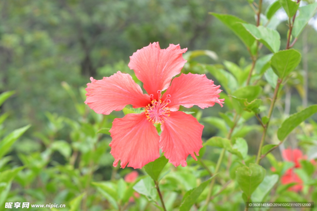 花 植物花 小花 花草 