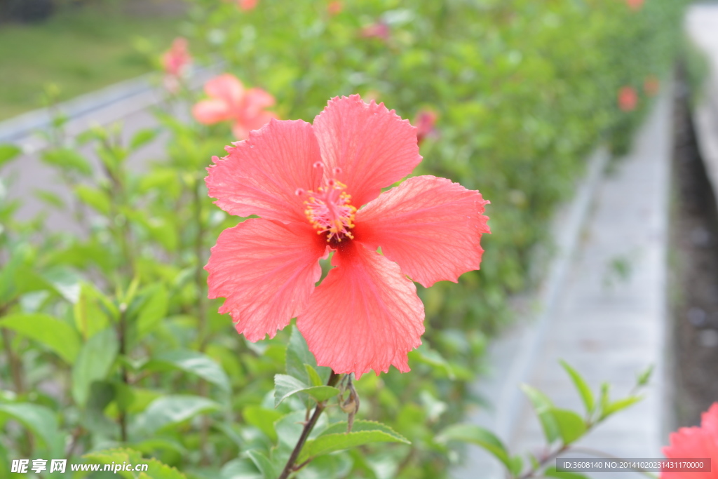 花 植物花 小花 花草 