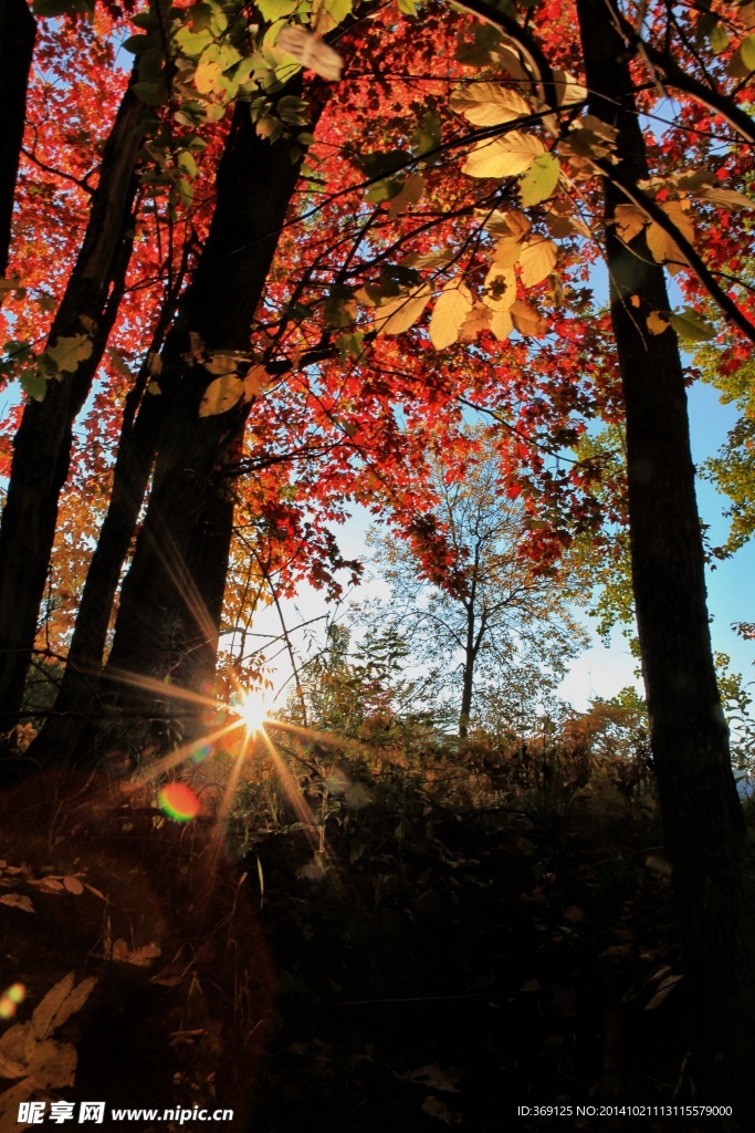紅葉