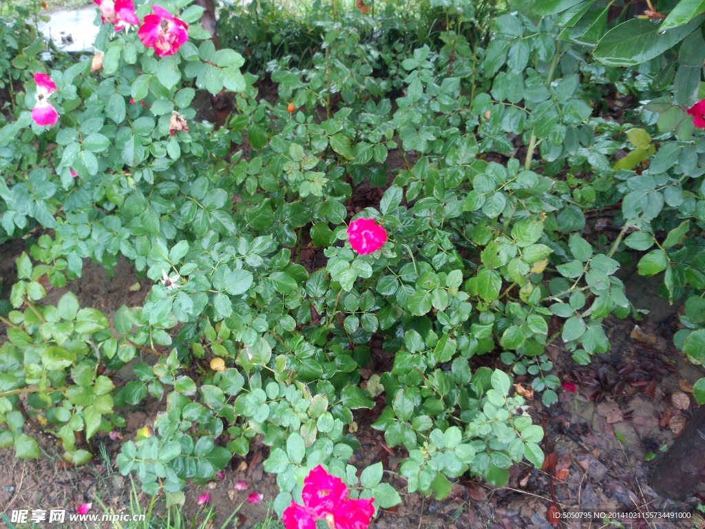 雨打月季花