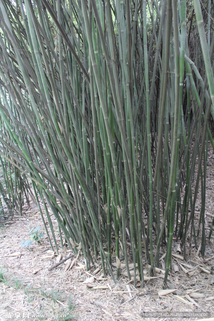 竹 植物