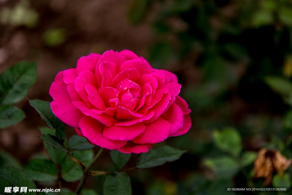 月季花