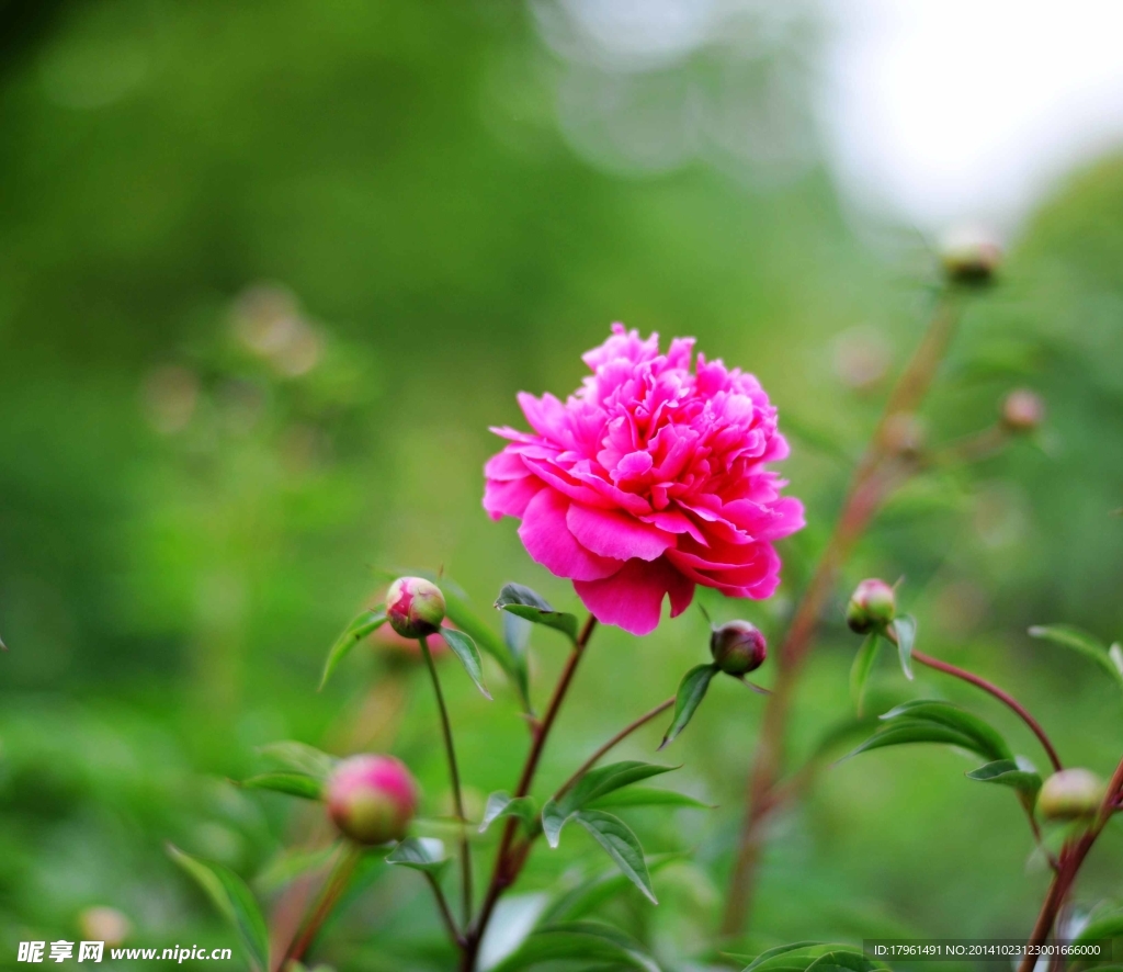 奧林匹克公園芍藥