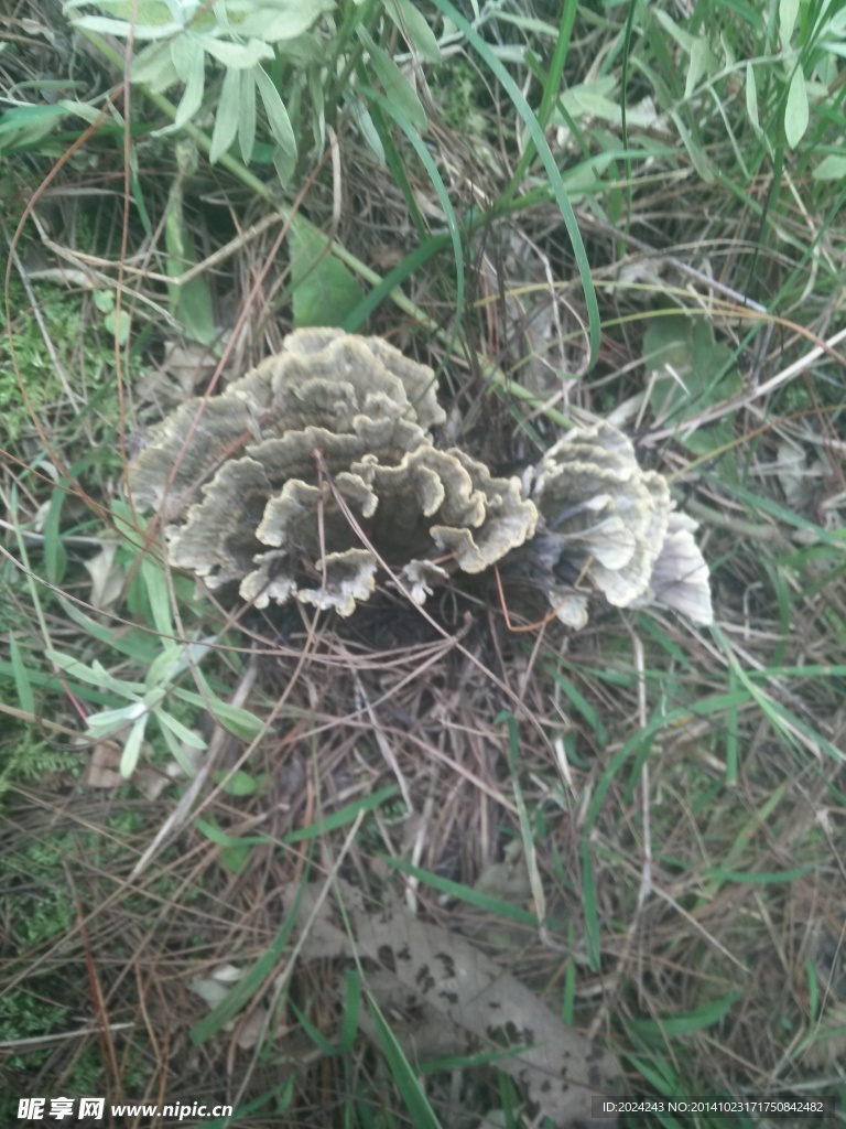干巴菌