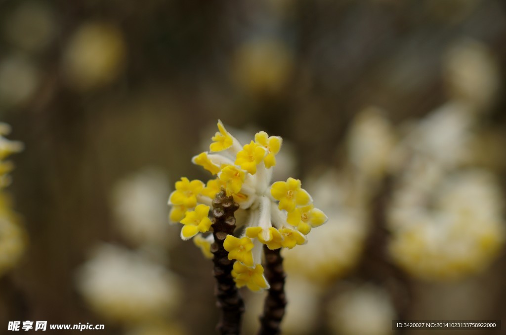 結香花