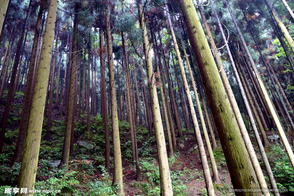 松樹林