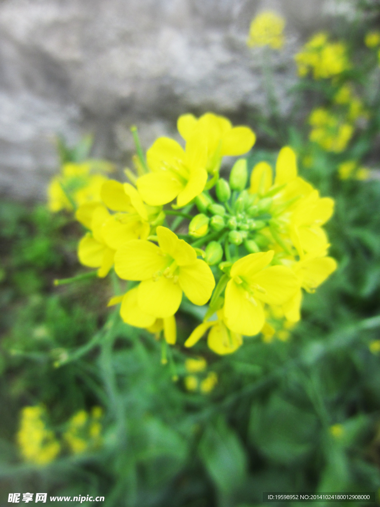 黃花