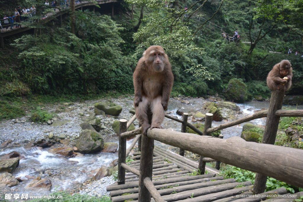猴子 綠山