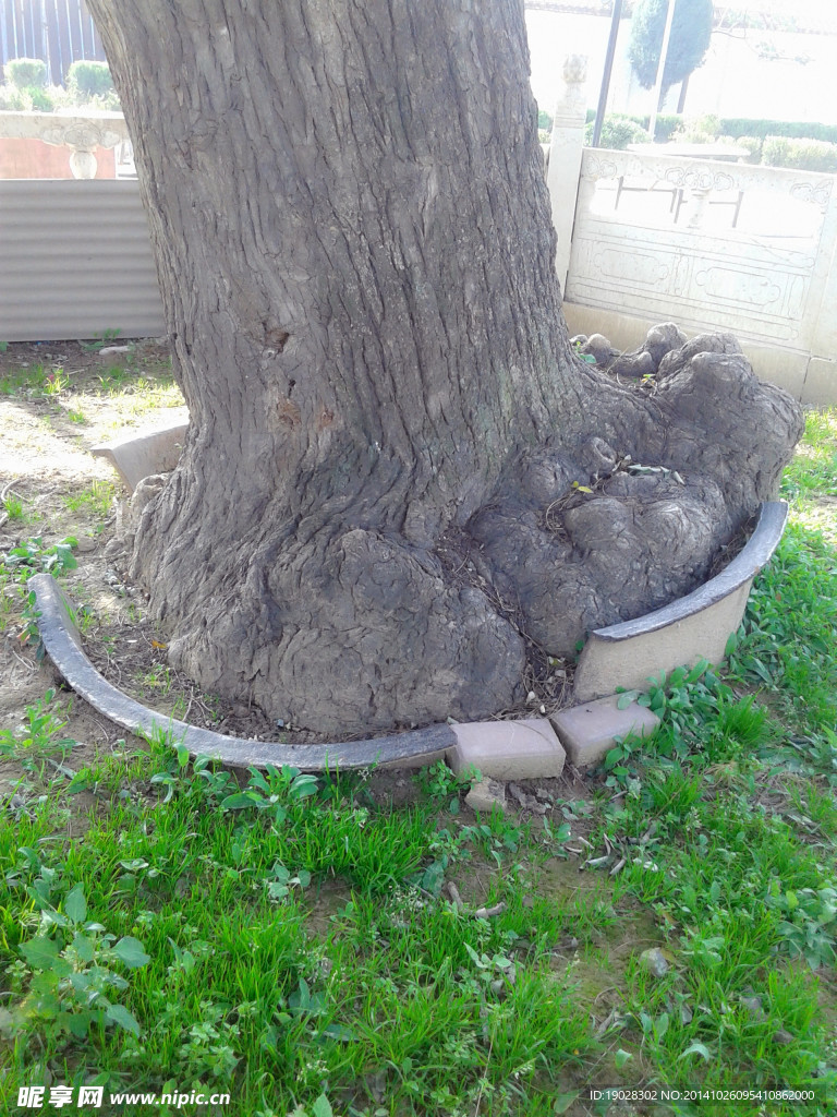 鐵鍋槐