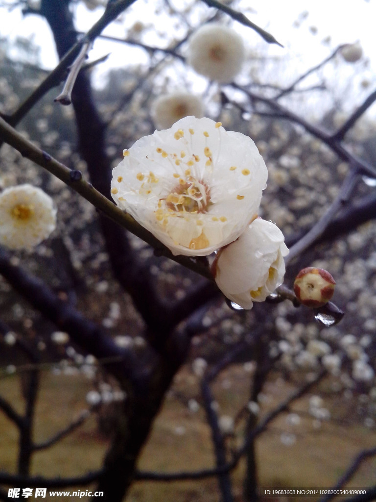 梅花