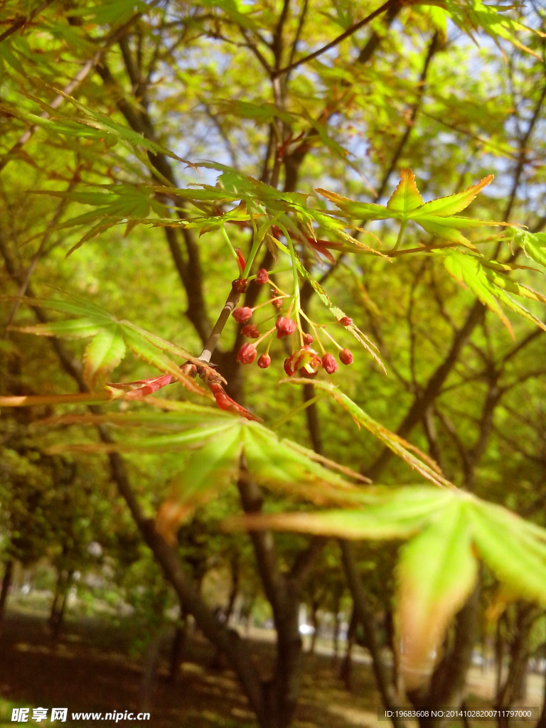 楓葉