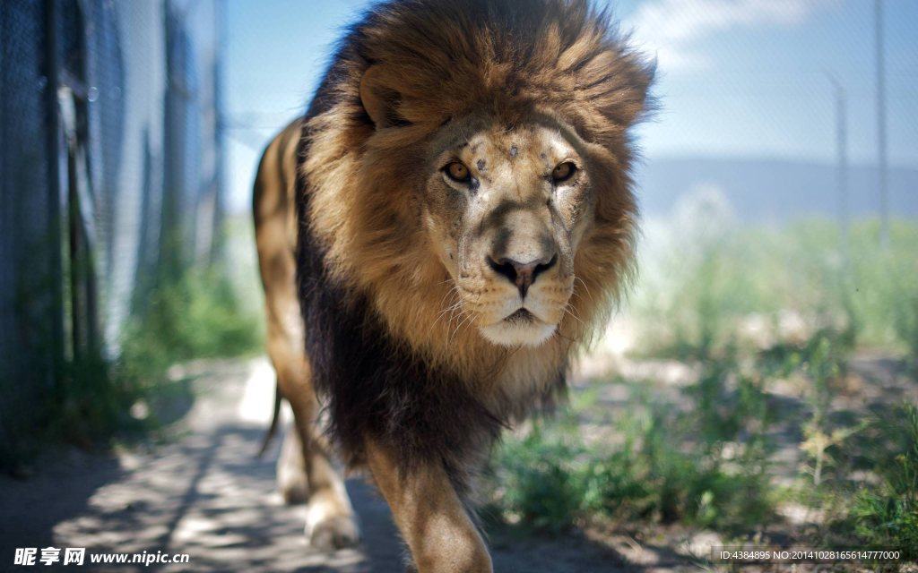 獅子